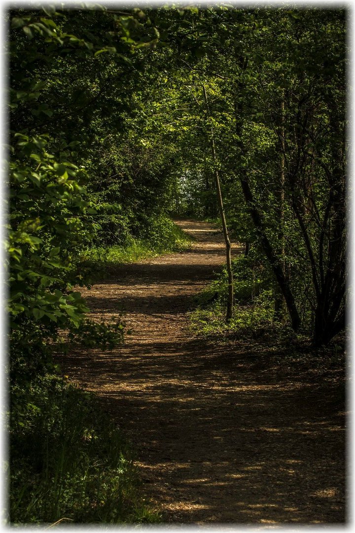 WALD - WEG, sonst nix