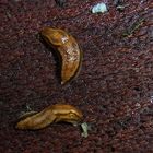 Wald-Wegschnecke vom 4.01.2023