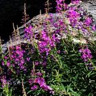 Wald-Weidenröschen 'Epilobium angustifolium'