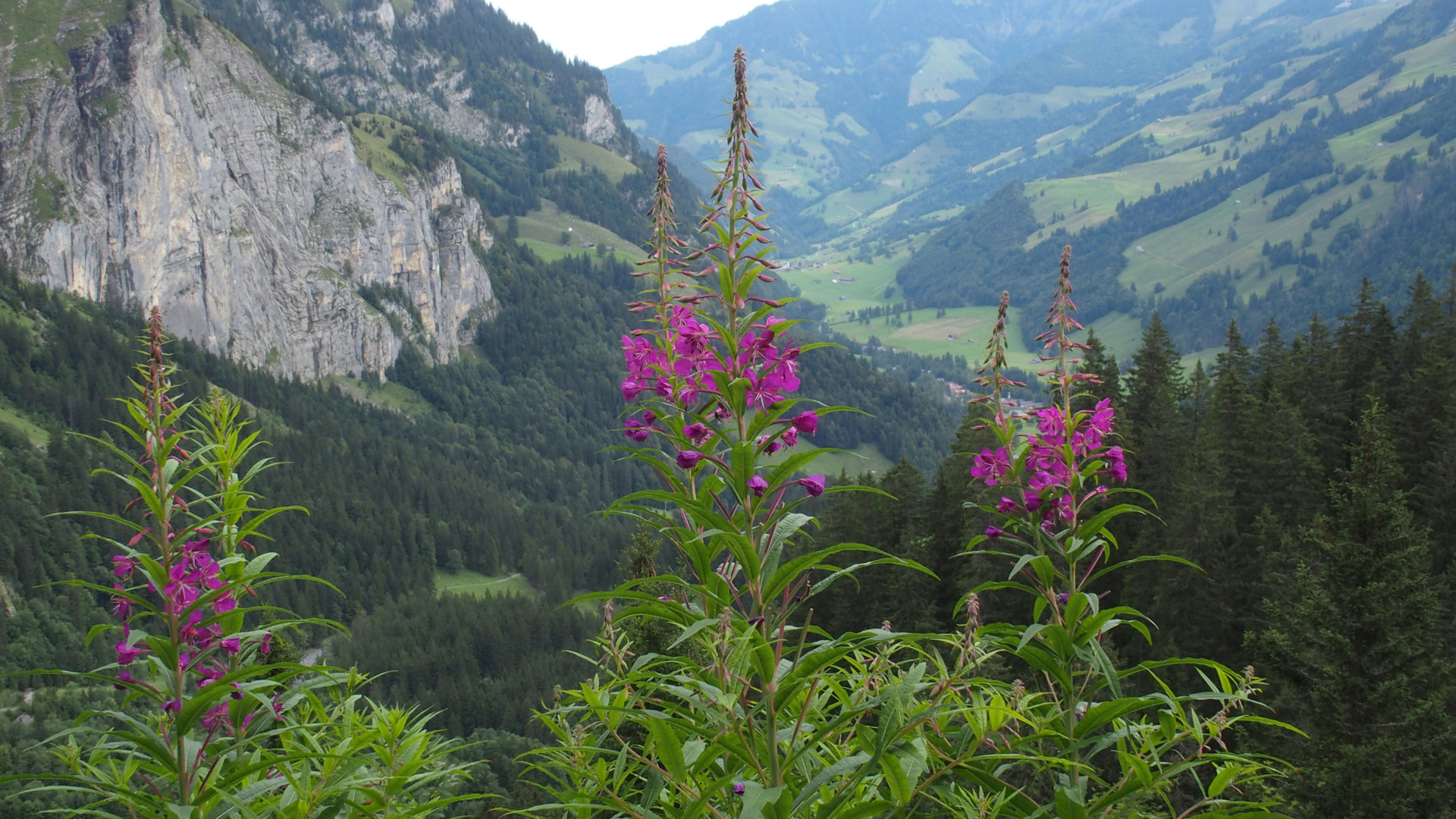 Wald-Weidenröschen 'Epilobium angustifolium'