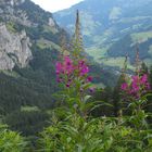 Wald-Weidenröschen 'Epilobium angustifolium'