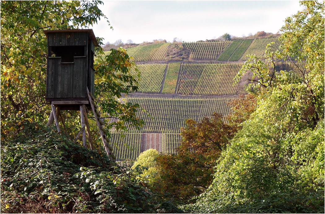 Wald & Wein