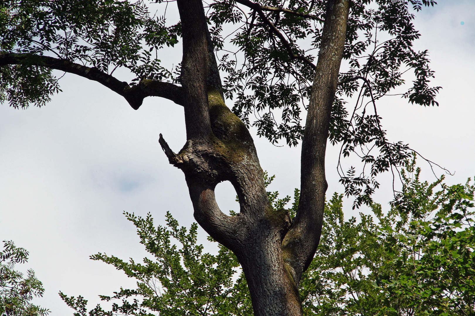 Wald-- Weinh.