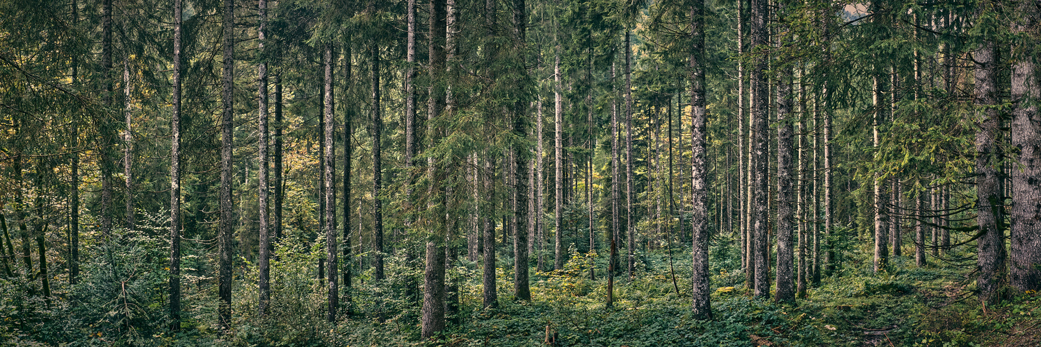 Wald, weit und breit. 