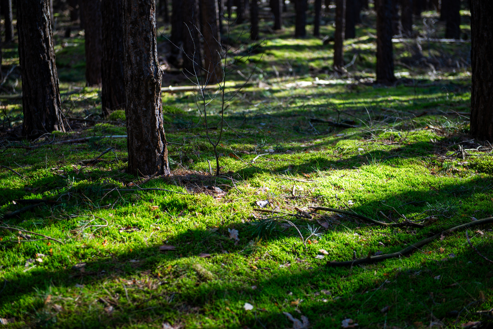 Wald-Wernsdorf