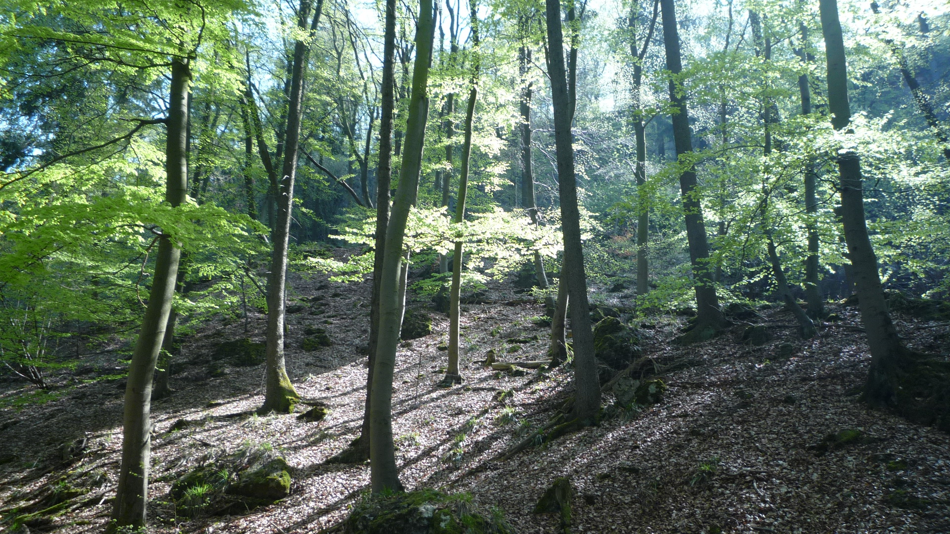 Wald, Weser Bergland