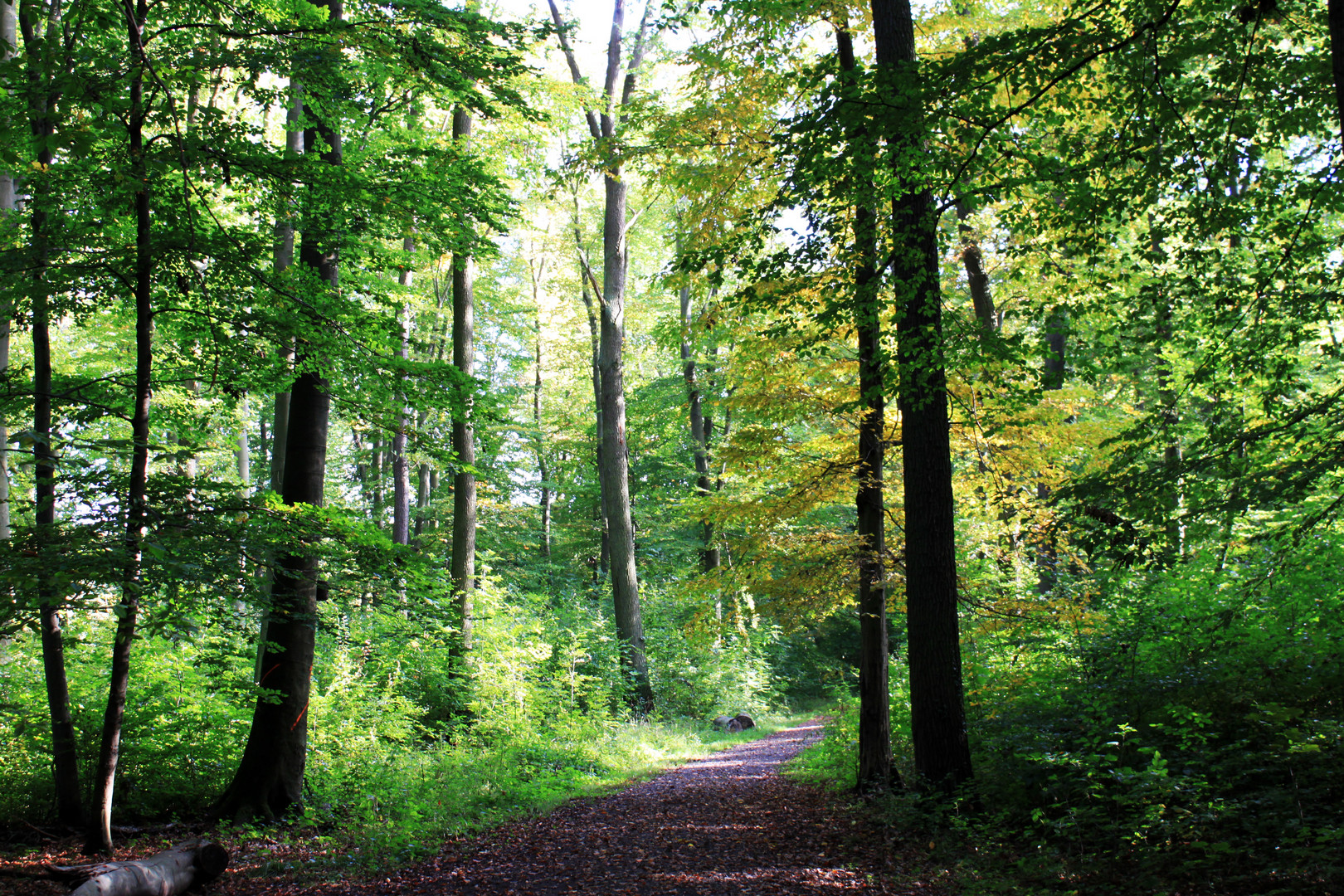 Wald wie gemalt Foto Bild jahreszeiten herbst natur Wald wie gemalt Foto Bild jahreszeiten herbst natur