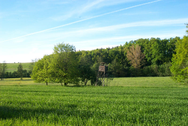 Wald & Wiese