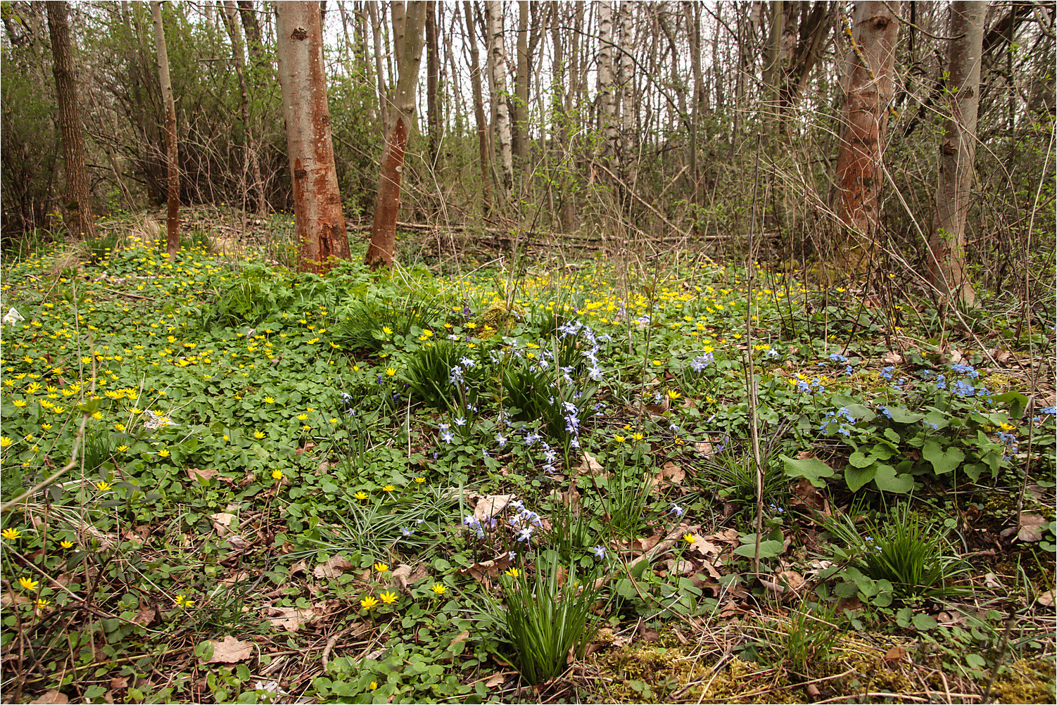 Wald & Wiese