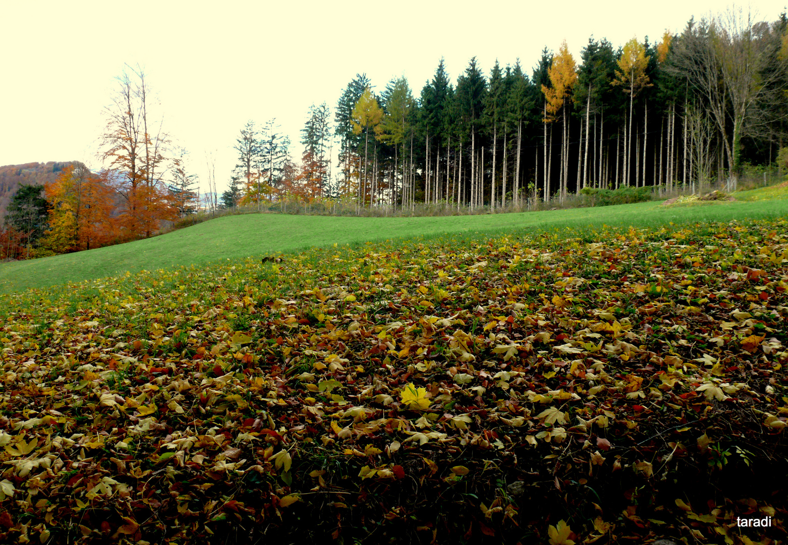 Wald - Wiese - Herbst