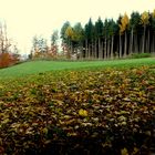 Wald - Wiese - Herbst