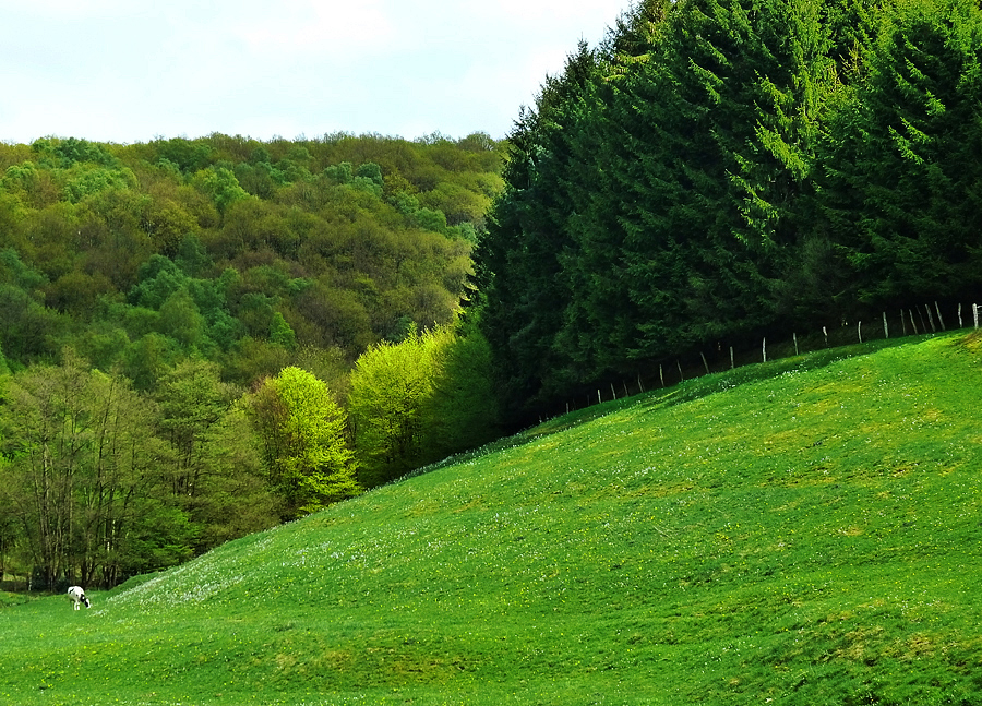 Wald-Wiese plus Schwarzbunte