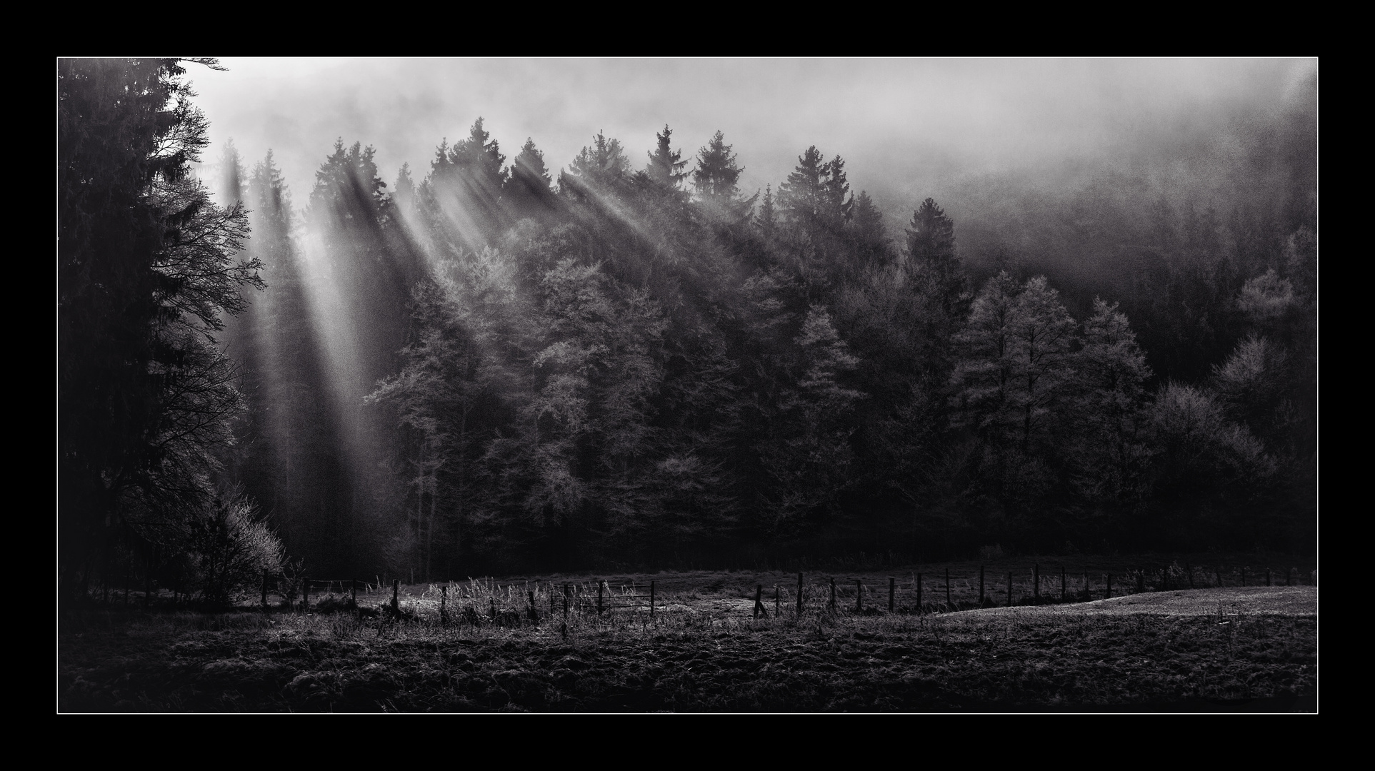 Wald, Wiese und Licht