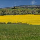 Wald, Wiese und Raps....