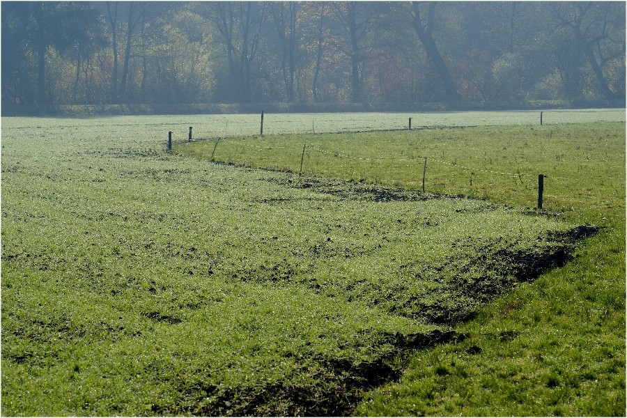 Wald, Wiese, Wintersaat