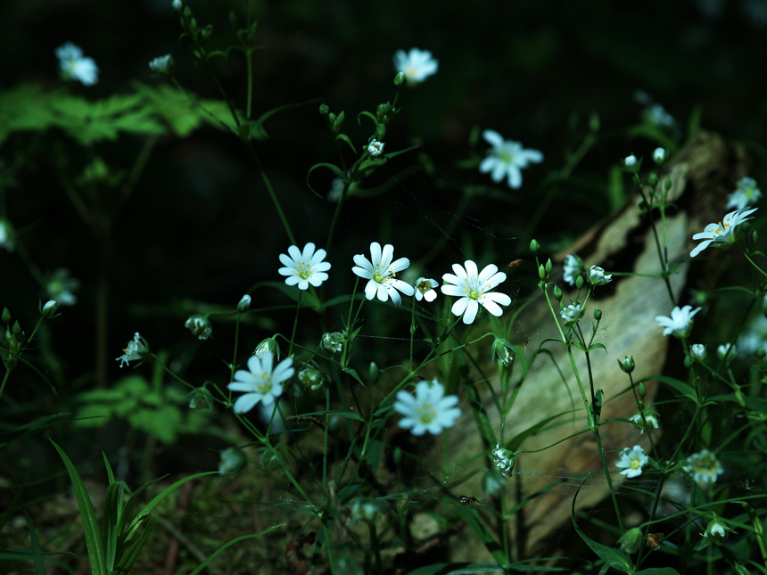 Wald & Wiesenkräuter