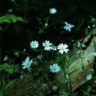 Wald & Wiesenkräuter