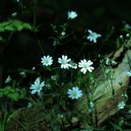 Wald & Wiesenkräuter