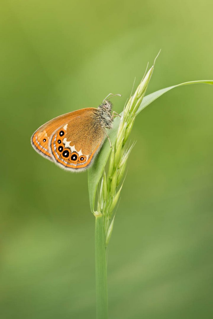 Wald-Wiesenvögelchen (Coenonympha hero)