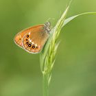 Wald-Wiesenvögelchen (Coenonympha hero)