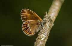 Wald-Wiesenvögelchen 