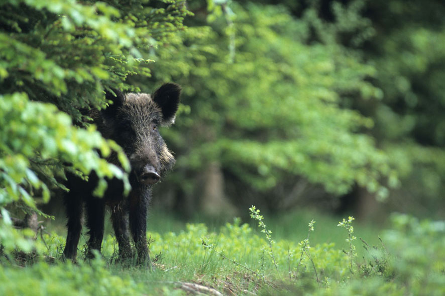 Wald-Wildschwein