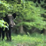 Wald-Wildschwein