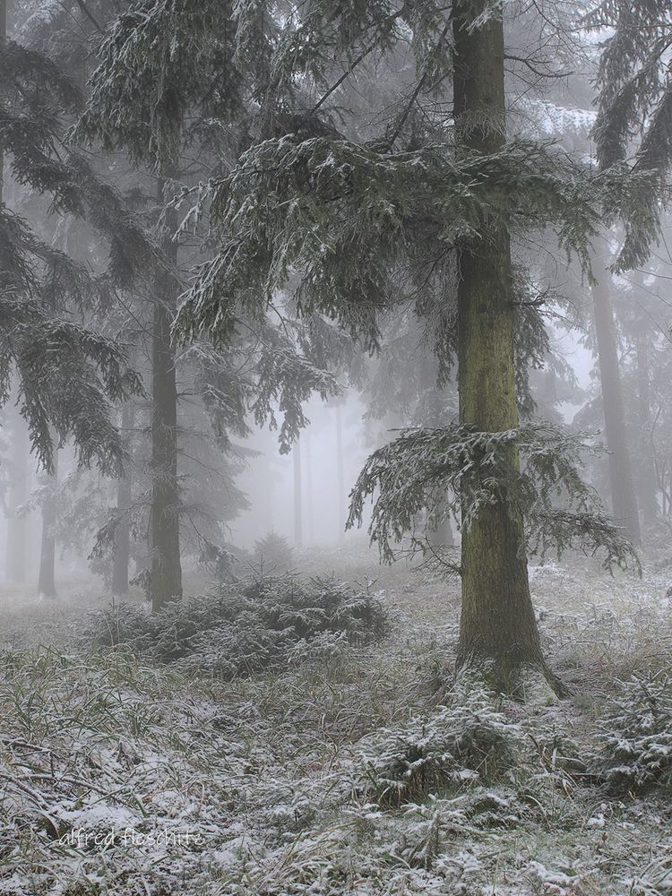 Wald Winter 2020 007