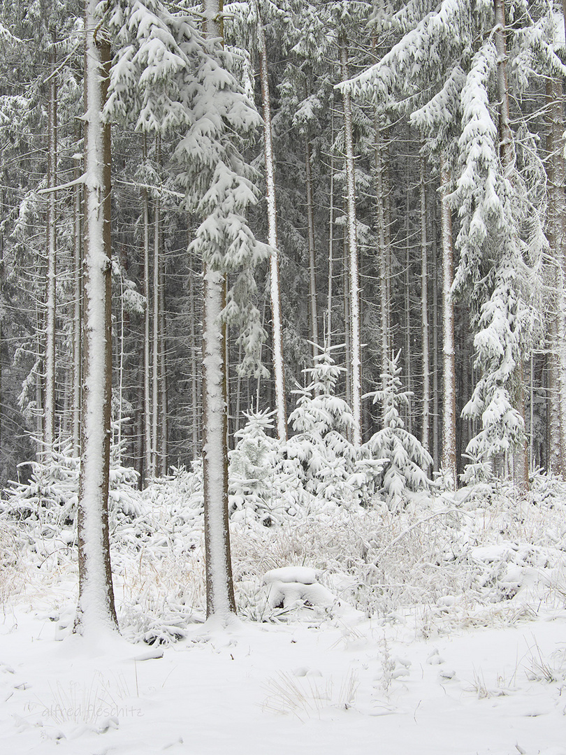 Wald Winter 2021 005