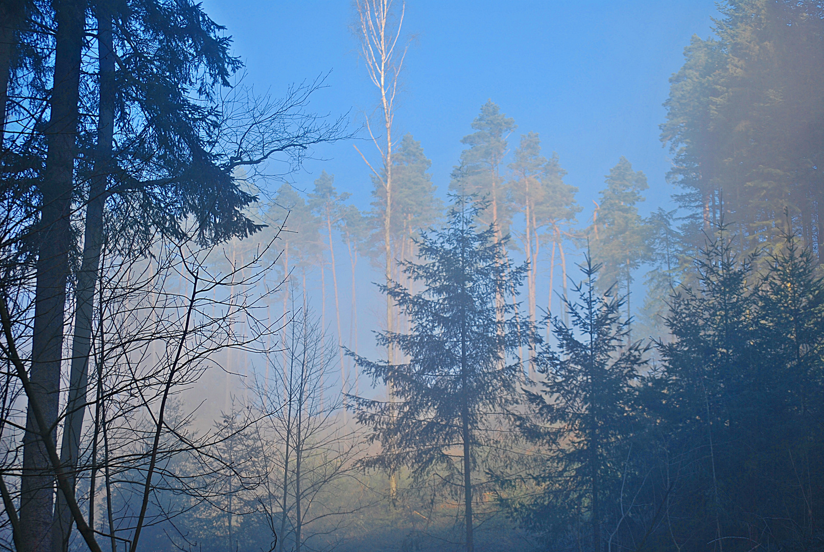 Wald winterblau...