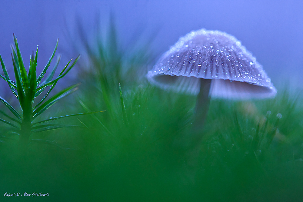 Wald Winzling im Moos