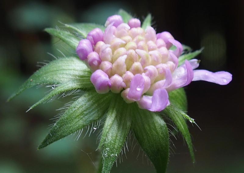 Wald-Wittwenblume 'Knautia dipsacifolia'