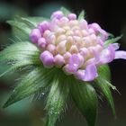 Wald-Wittwenblume 'Knautia dipsacifolia'