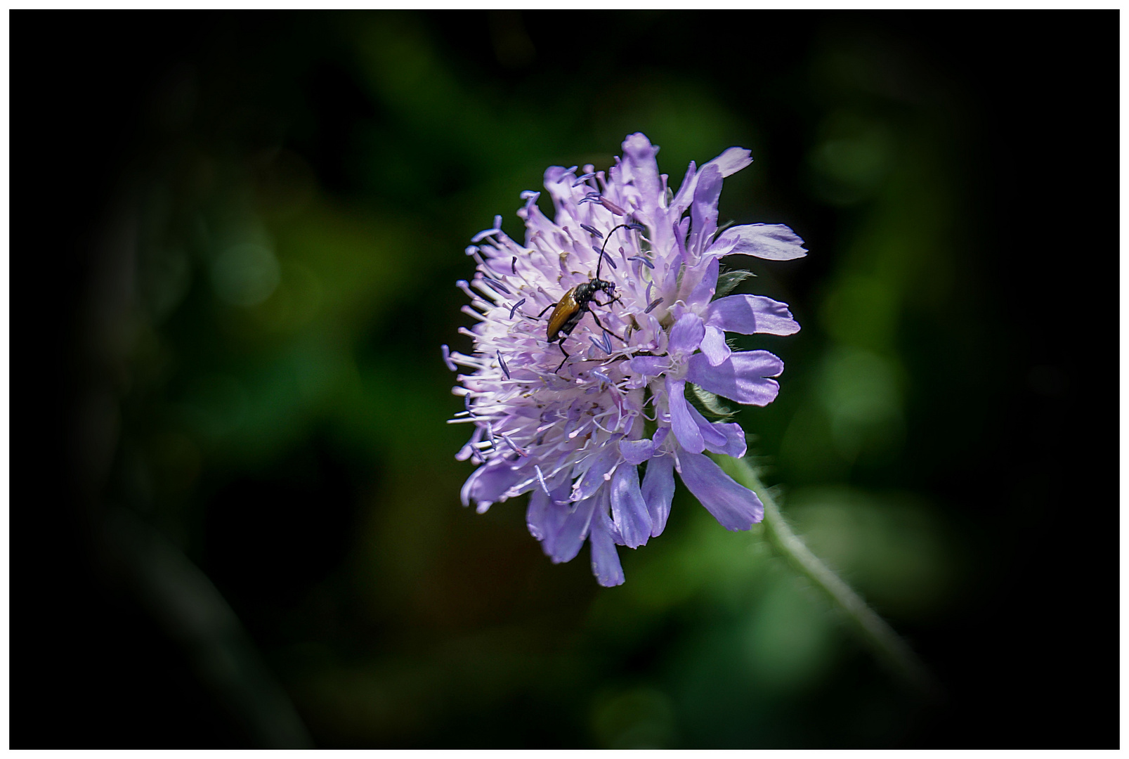 Wald-Witwenblume ...