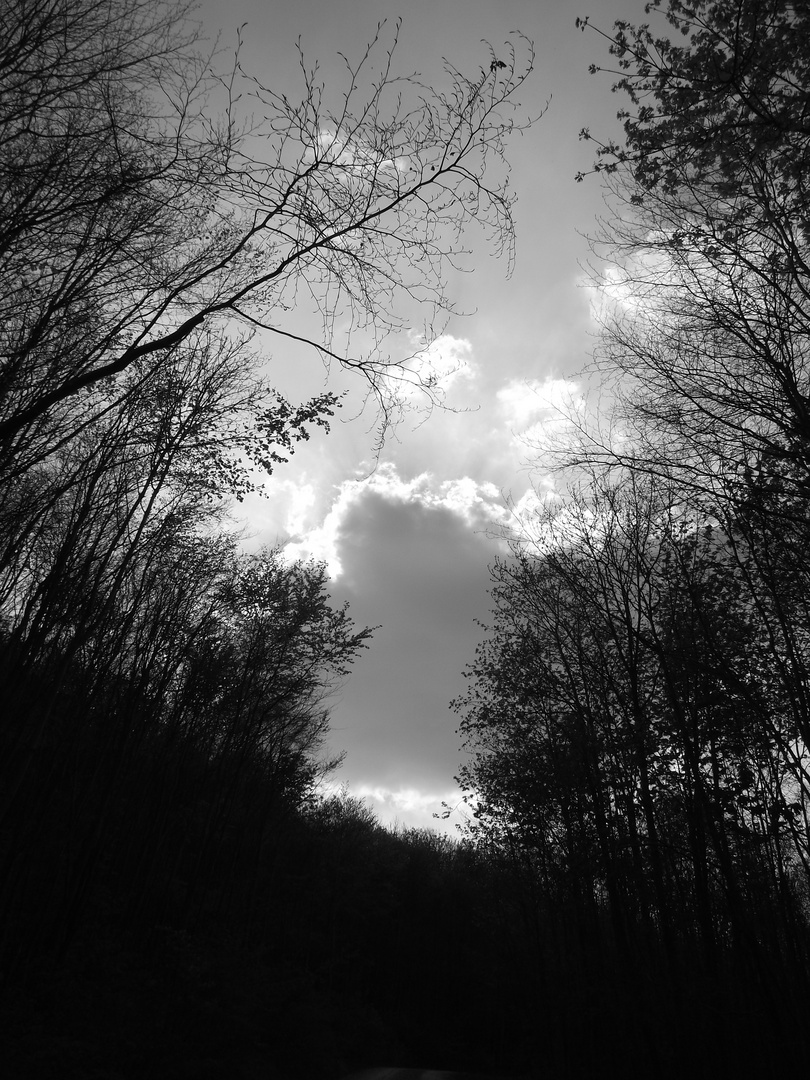 Wald-Wolken Stimmung