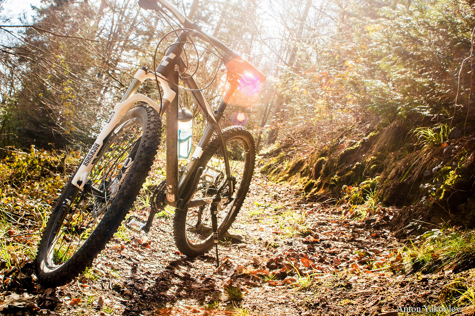 Wald - Würm Bike