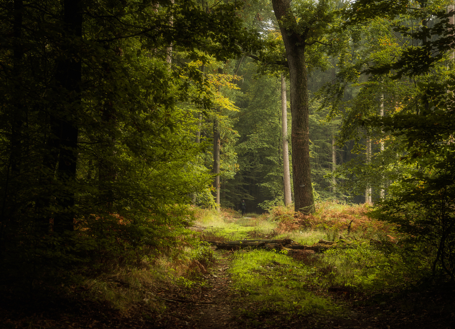 Wald-Zauber