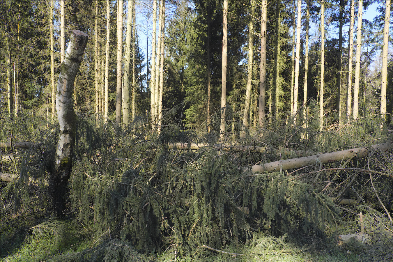 Wald (zerstört)