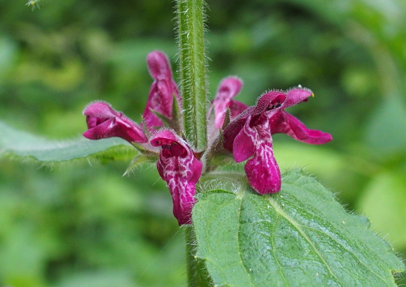 Wald-Ziest 'Stachys sylvatica'