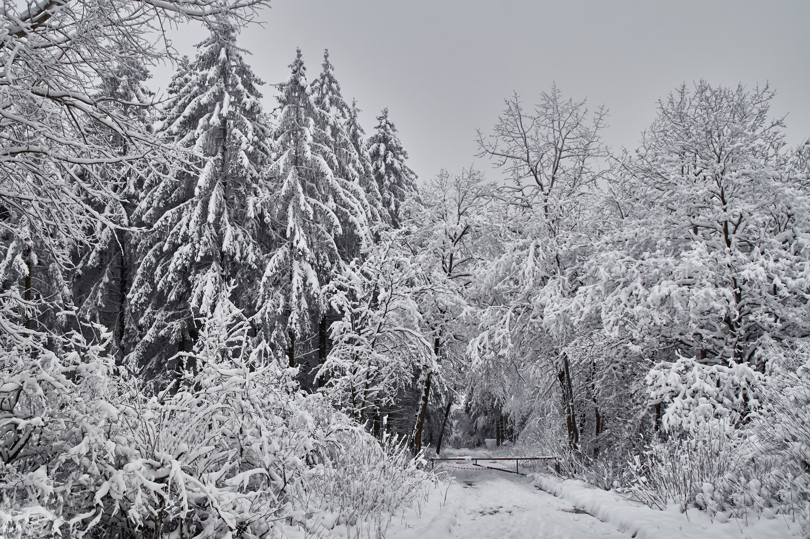 Wald zu