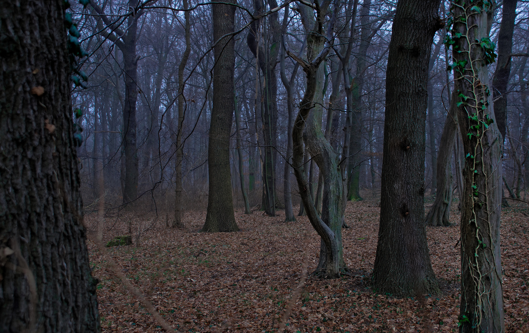 wald zur blauen stunde