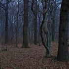 wald zur blauen stunde