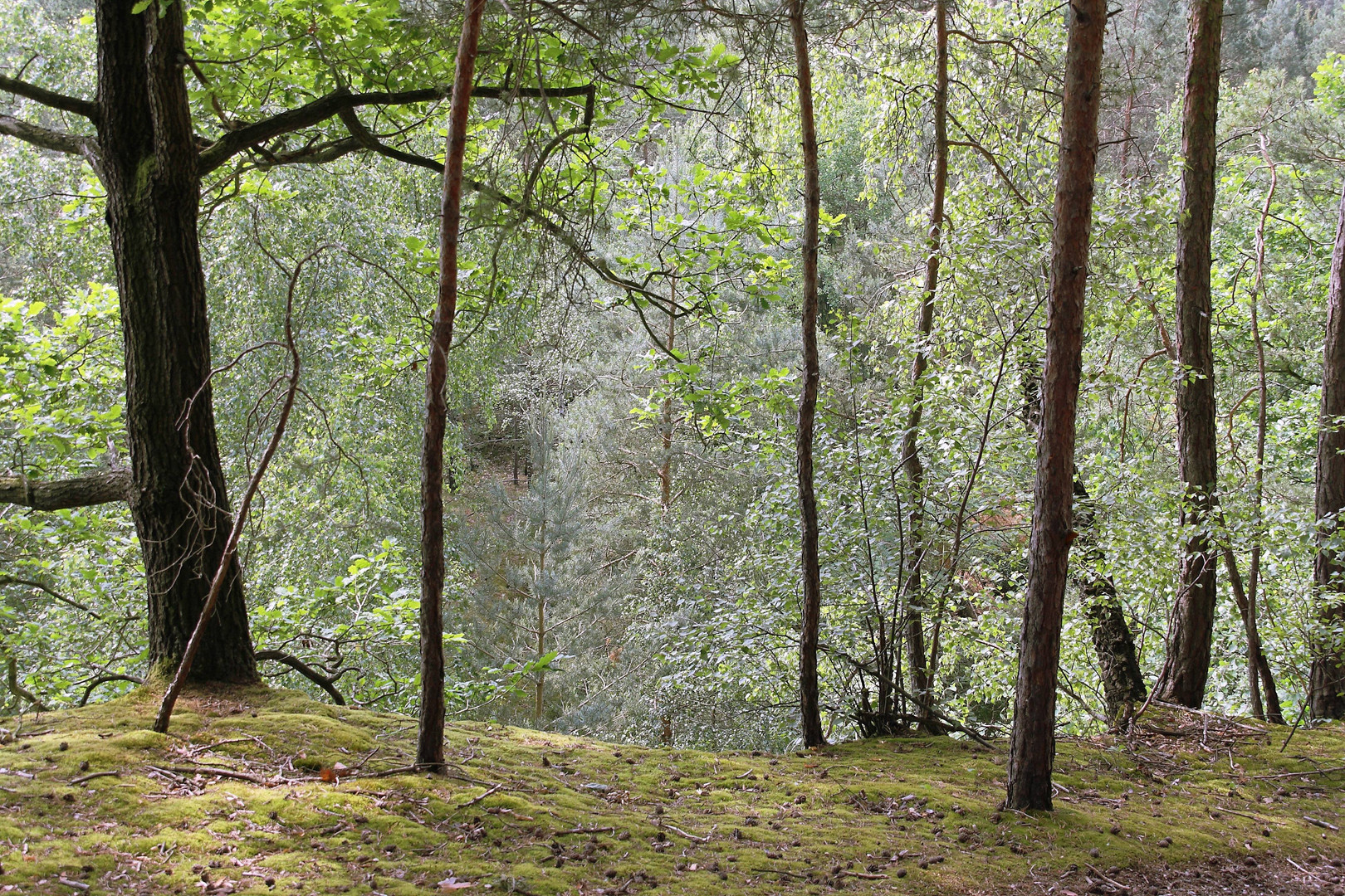 Wald zwischen Berga und Greiz