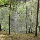 Wald zwischen Berga und Greiz