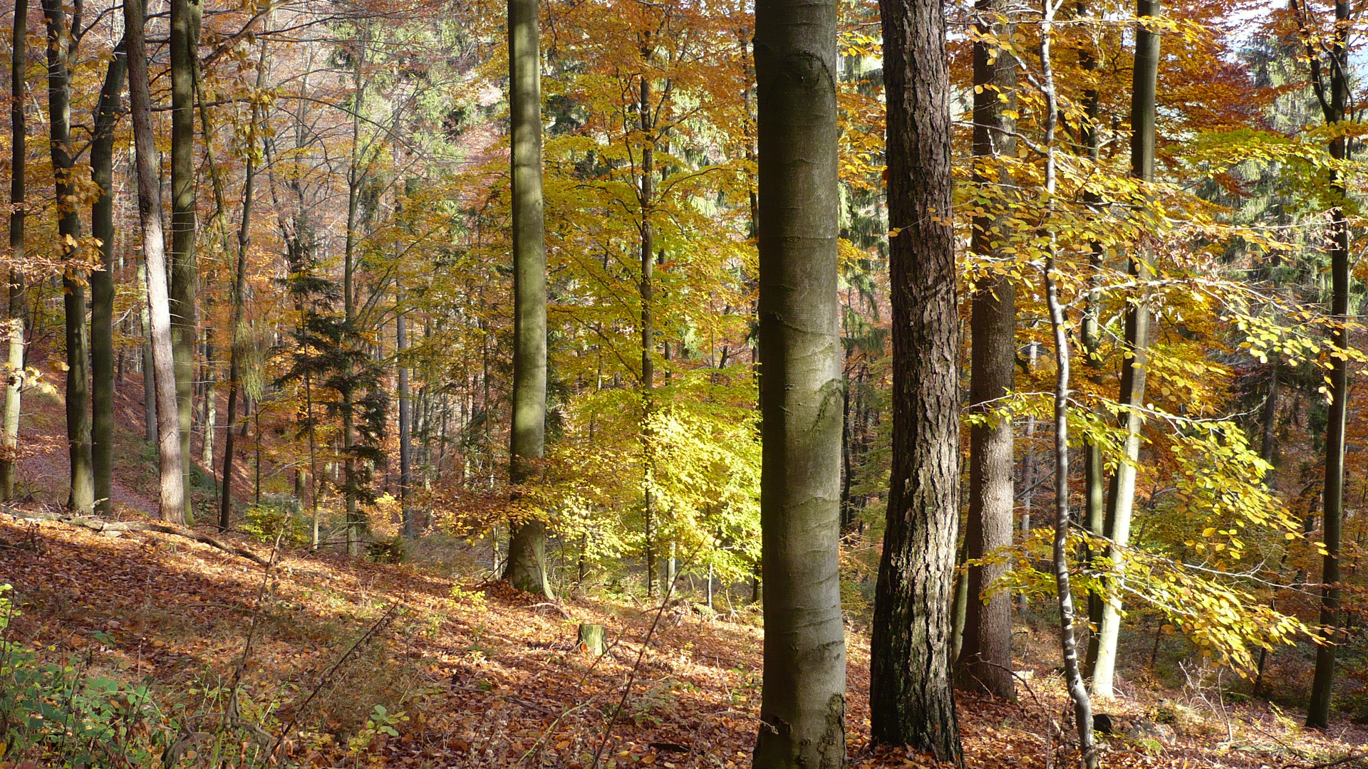 Wald zwischen Höningen und Lindemannsruhe