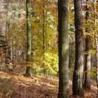 Wald zwischen Höningen und Lindemannsruhe