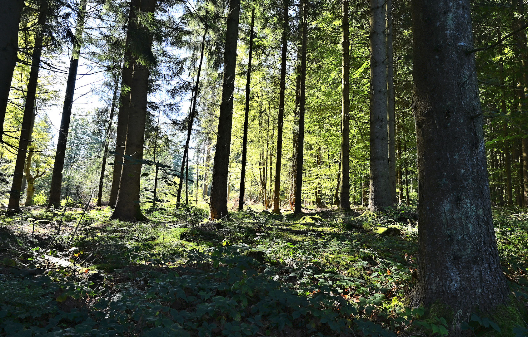 Wald_1