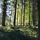 Wald_1