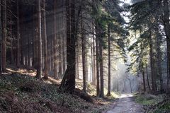 Wald_2