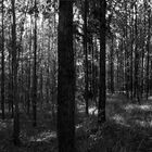 WALD_6908